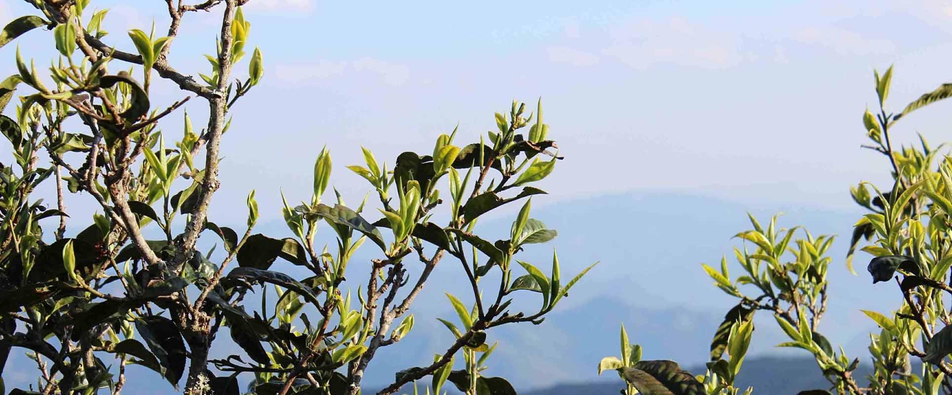 源昌号易武古茶坊