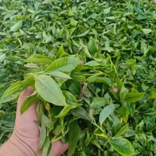 普洱茶分拣