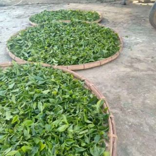 普洱茶萎凋